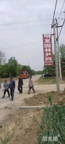 高度600厘米黑松