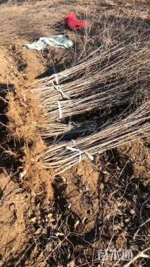 高度80厘米红丁香