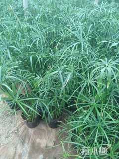 高度30厘米风车草
