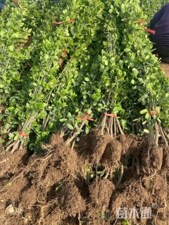 高度120厘米北海道黄杨柱