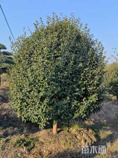 高度150厘米茶梅