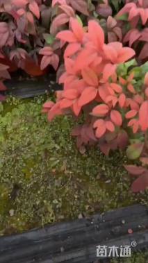 高度15厘米火焰南天竹