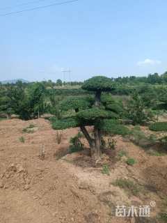 25公分对节白蜡