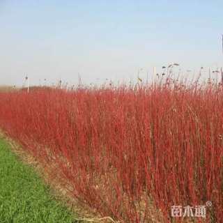 高度300厘米红瑞木