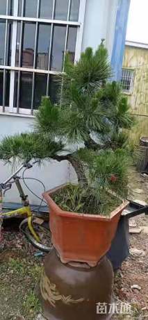 高度50厘米黑松