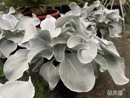 高度20厘米银叶菊
