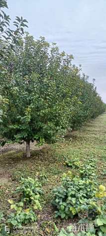 12公分西府海棠