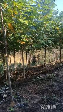 10公分鹅掌楸
