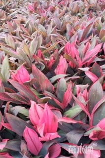 高度30厘米红叶朱蕉