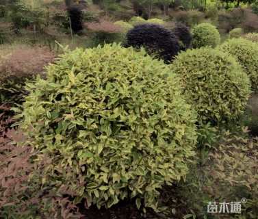冠幅150厘米金边胡颓子球