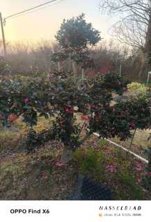 高度150厘米茶梅