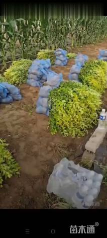 高度40厘米金叶女贞