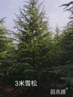 高度300厘米雪松