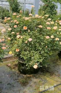 高度80厘米月季