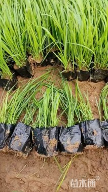 高度30厘米紫穗狼尾草