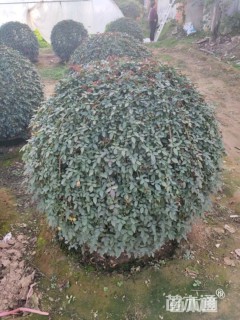 100公分造型月季