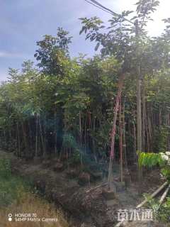 1公分黄花风铃木