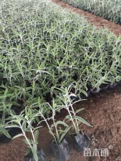 高度15厘米墨西哥鼠尾草