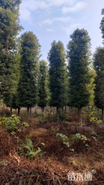 20公分金丝楠木