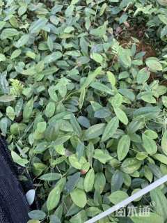 15厘米土茯苓