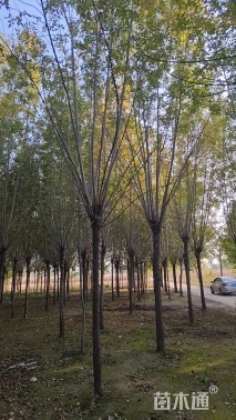 12公分白蜡