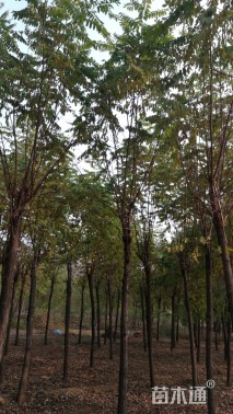 9公分嫁接香花槐