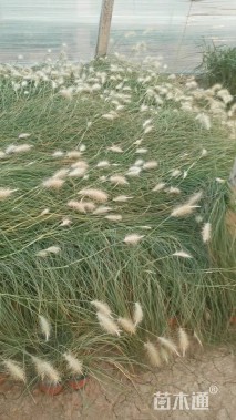 高度70厘米羽绒狼尾草