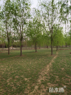 15公分西湖垂柳