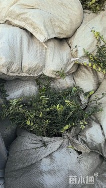 高度15厘米亮绿忍冬