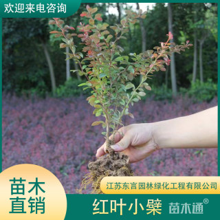 高度40厘米红叶小檗