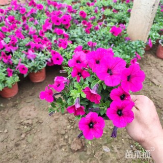 高度40厘米垂钓牵牛