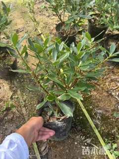 高度25厘米瑞香