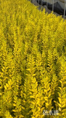 高度30厘米金冠女贞