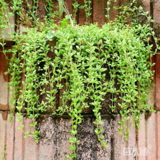 高度15厘米垂盆草