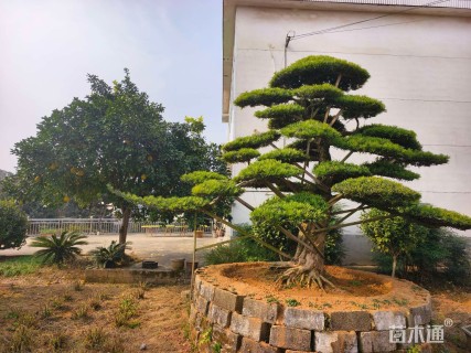 移栽苗造型罗汉松