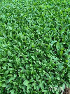 高度15厘米鼠尾草