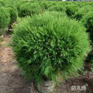 高度15厘米翠芦莉