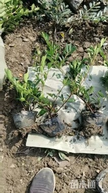 高度40厘米小叶蚊母