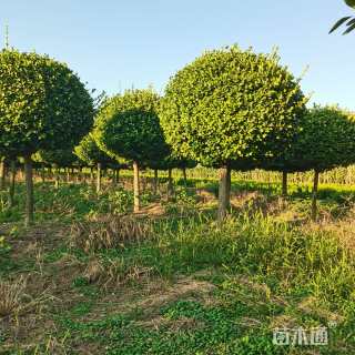 8公分高杆卫矛球