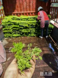 高度8厘米佛甲草