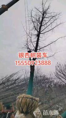 22公分银杏