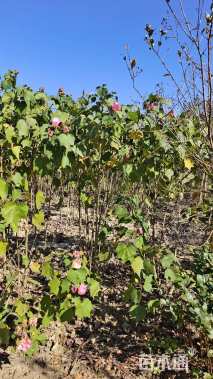 高度150厘米木芙蓉