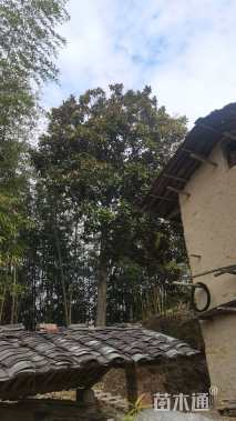 30公分白玉兰