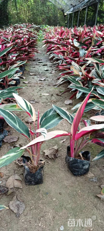 高度30厘米七彩竹芋