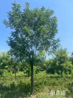 18公分香花槐