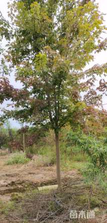 10公分美国红枫