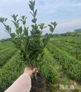 高度35厘米大叶黄杨