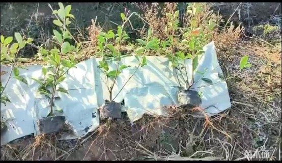 1.25公分红叶石楠