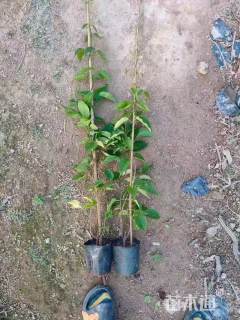 主蔓长100厘米炮仗花