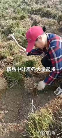 高度15厘米麦冬